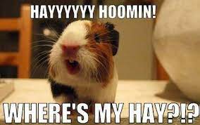 Most guinea pigs live about 4 to 8 years. Pin On Fluffy Little Piggies