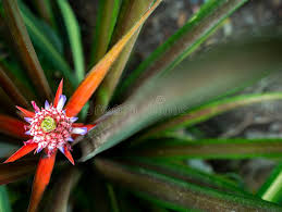 It has also been used to help treat severe burn wounds by debriding damaged. 463 Bromeliad Fruit Photos Free Royalty Free Stock Photos From Dreamstime