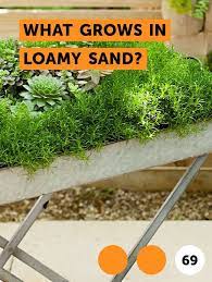 Learn What Grows In Loamy Sand How To Guides Tips And Tricks Plants Foxtail Fern Citrus Trees