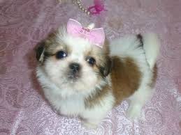 As puppies arrive i will list them here. Shih Tzu Puppies For Sale Sioux City Ia 245802