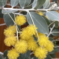 Image result for Acacia podalyriifolia