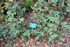 Image result for Burttia