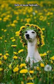 Girls Love Flower Headbands Cute Animals Funny Animals Animals
