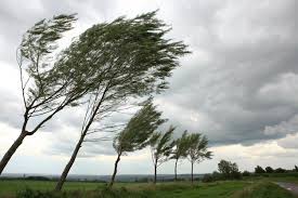 Árvores balançando no vento com o céu nublado como pano de fundo | imagem  Premium gerada com IA
