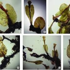 Image result for Crepidomanes inopinatum