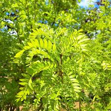 Image result for Gleditsia triacanthos