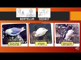 We did not find results for: Haiwan Bertelur Sedikit Dan Bertelur Banyak Youtube