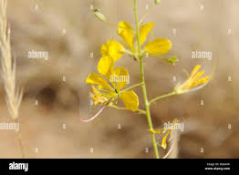 Image result for Cleome angustifolia