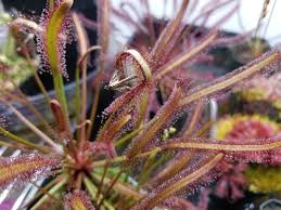 Image result for Nesaea sarcophylla