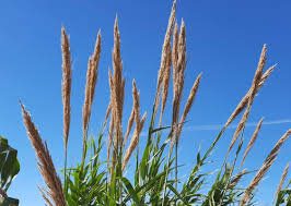 Image result for Arundo donax