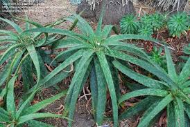 Image result for Aloe cameronii × greatheadii