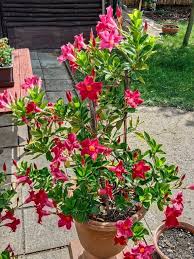 Image result for mandevilla obrázek