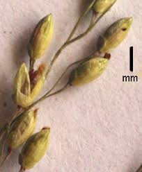 Image result for Panicum coloratum