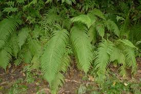 Image result for Pneumatopteris