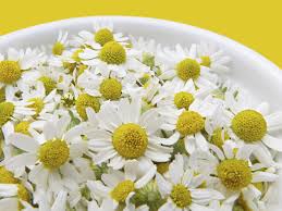 For honey bees to produce honey, they consume pollen and fact 2: Picking Flowers To Eat When And How To Harvest Edible Flowers