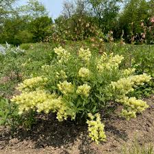 Image result for Aristida leucophaea