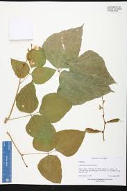 Delicious labs, london, united kingdom. Herbarium Specimen Details Isb Atlas Of Florida Plants