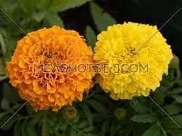 Tomatoes due to its height in turn give shade to the basil. Close Up Of Beautiful Marigold Flower Mexican Aztec Or Africa 239452 Meashots