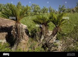 Image result for Cyathea dregei
