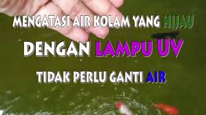Mengatasi Air Kolam Yang Hijau Hanya Dengan Lampu Uv Tidak Perlu Ganti Air Youtube