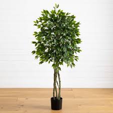 Image result for Ficus