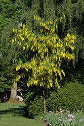 Image result for laburnuM