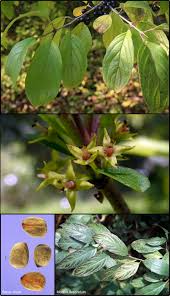 Image result for Rhamnaceae