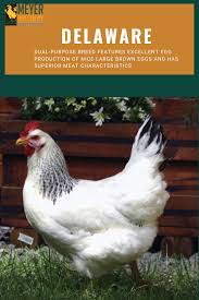 Big Black Bird With White Tail Feathers Breed Of Chicken Delaware Delaware Chickens Black Chickens Meat Chickens Breeds