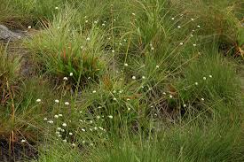 Image result for Mesanthemum africanum