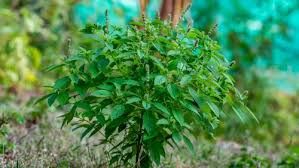 Image result for Ocimum americanum
