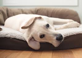 How do i prevent my cat from getting coccidia? Coccidia In Dogs Small Door Veterinary