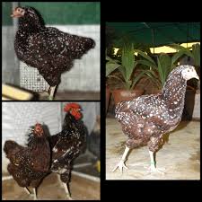 Check spelling or type a new query. Mashallah Speckled Sussex 1st Time M M Fancy Poultry Facebook