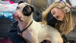The need for a different kind of pet store inspired our founder to create the pet shop in 1975. Disfigured Dog Found Tied Up In Pennypack Park Pspca Seeks Information