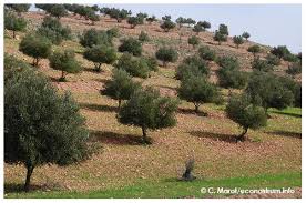 L Algerie A Triple Ses Plantations D Oliviers En Dix Ans