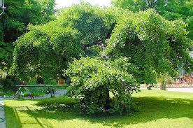 Weeping Ginkgo Tree A Weeping Tree With Unusual Shaped Leaves Turn A Golden Yellow In The Fall Full Sun Canadale Nurseries Ltd Marchen Garten Garten