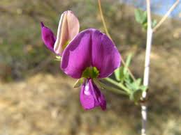 Image result for Otoptera