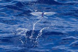 Laureola Exocoetidae Fish That Flies I Have Seen A Lot Of These While Out Fishing They Are Awesome To Watch Ocean Creatures Fish Underwater Life