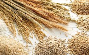 Kiện đất canh tác ngày càng bị thu hẹp. Gia LÆ°Æ¡ng Thá»±c Thá»±c Pháº©m Tháº¿ Giá»›i TÄƒng Láº§n Ä'áº§u Tien Trong NÄƒm Nay Vtv Vn