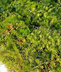 We did not find results for: Your Complete Weed Guide Flower Power