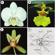 Diagram Showing Orchid Flower Organs Adapted From Tsai Et Al 2005 Orchid Flowers Have Three Sepals And Three Petals Flower Structure Orchid Flower Orchids