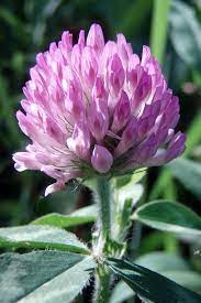 Pin On Wild Flowers