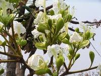 Image result for Phragmanthera cornetii