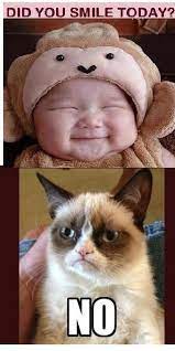 Grumpy Cat Funny Grumpy Cat Memes Grumpy Cat Cat Memes