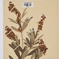 Image result for Eriosema psoraleoides