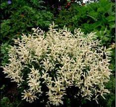 Pin On Perennial Other