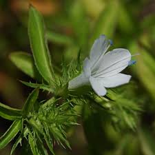Image result for Barleria oxyphylla