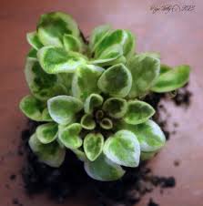 Single pinwheel bells of blue with wide center stripes; Chimera African Violets