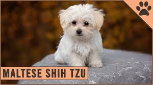 Nov 04, 2019 · 12. Maltese Shih Tzu Mix Mix Breed Information Youtube