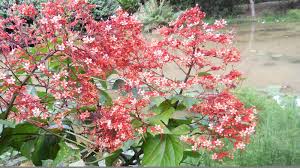 Image result for Clerodendrum tricholobum