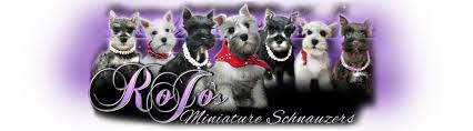 Miniature, toy, and teacup schnauzer puppies. Mini Schnauzer Puppies For Sale Akc Certified Breeder In Tx